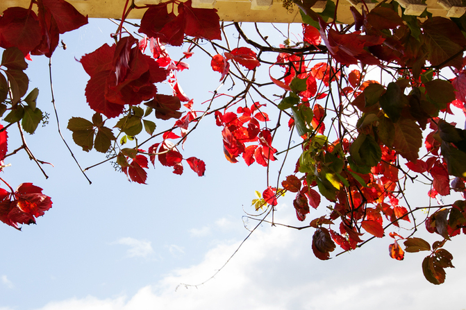wedding at brooklodge